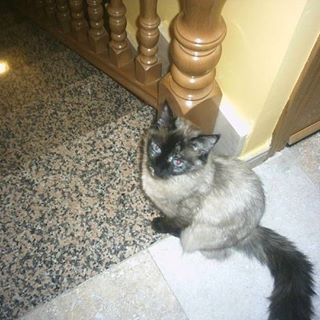 Lorenzo Portillo Martinez